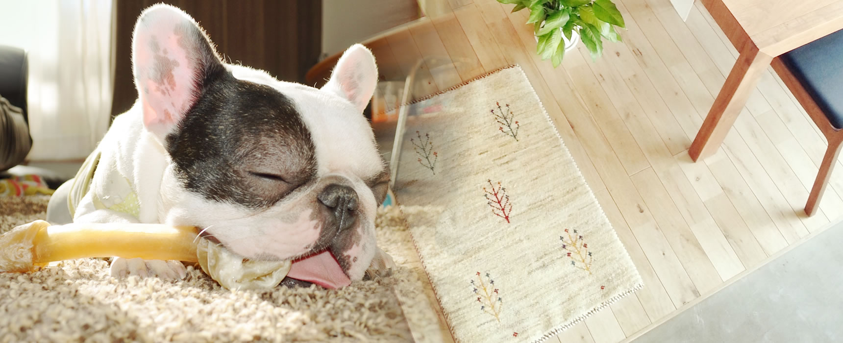 人にも愛犬にも快適な住まいづくり