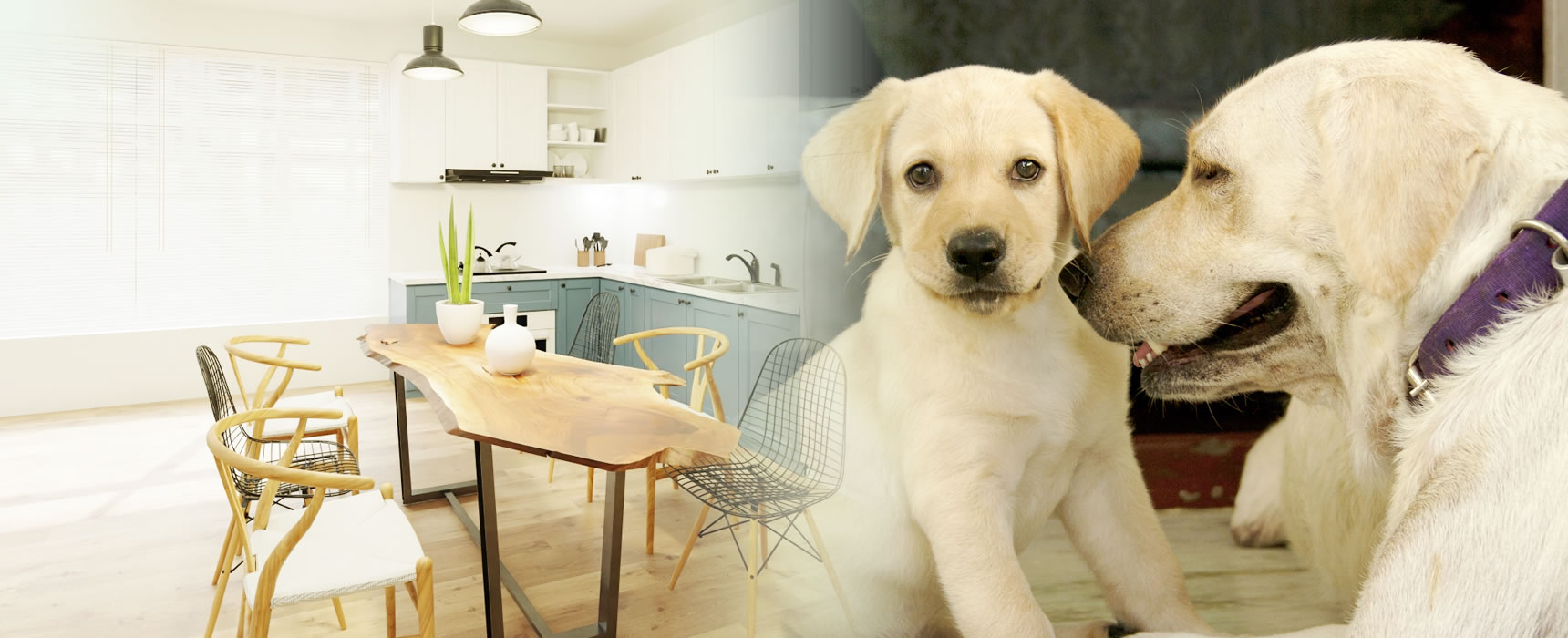 人にも愛犬にも快適な住まいづくり